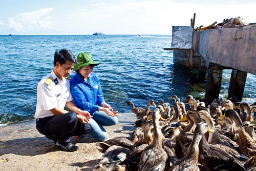 Trải nghiệm chăn nuôi trên đảo