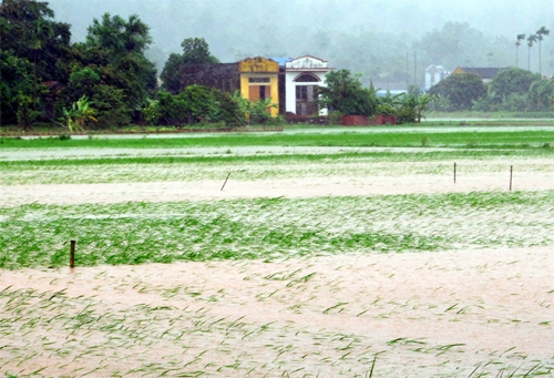 Cánh đồng lúa tại huyện Thủy Nguyên đã ngập trong nước.