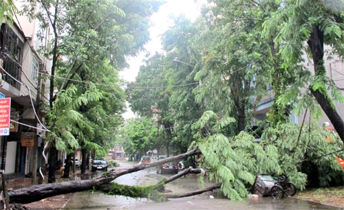 Nhiều tuyến phố của Hải Phòng bị chia cắt do cây đổ.