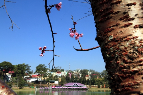 Sau những ngày ngủ đông, mai anh đào Đà Lạt đã bung sắc thắm