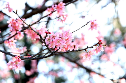 Loài hoa báo hiệu mùa xuân đang đến với Đà Lạt