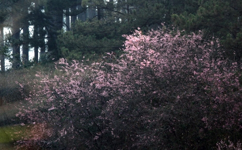 Một góc rừng ở phường 7 (TP Đà Lạt), bừng sáng bởi sắc hoa mai anh đào