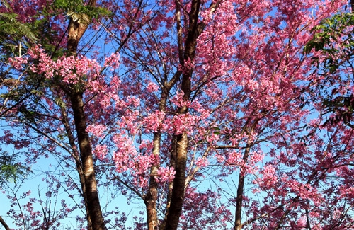 Màu phớt hồng pha chút sắc tím, quyện trong cái se lạnh của phố núi khiến lòng người càng đắm say với hoa mai anh đào