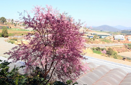 Sắc hoa tô điểm cho những ruộng rau ở vùng ngoại ô Đà Lạt