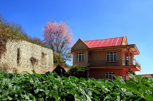 Mai anh đào làm cho những căn nhà trở nên đẹp hơn thường ngày