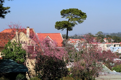 Tô điểm góc phố và những ngôi biệt thự trên đường Hùng Vương Đà Lạt trở nên rực rỡ