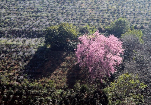 Màu hoa đào níu bước chân du khách