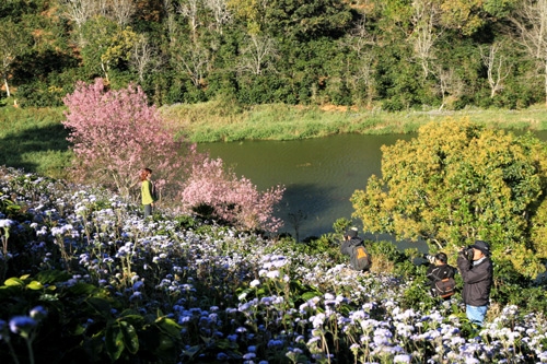 Các nhiếp ảnh gia Đà Lạt, TP Hồ Chí Minh “săn” hoa mai anh đào ở Xuân Trường (Đà Lạt)