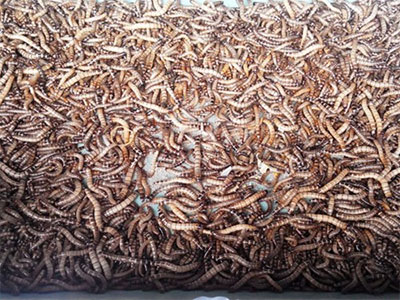 NHẬP SÂU BIẾT ĐÂU GÂY HỌA