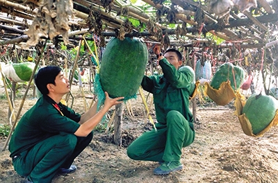 Bí xanh “khổng lồ” ở Trung đoàn 28