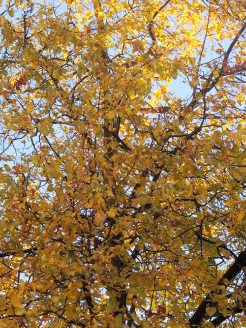 Nắng vàng dát vàng.