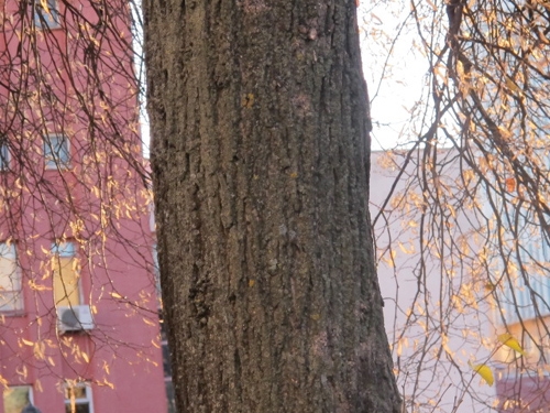 Chăng đèn kết hoa...