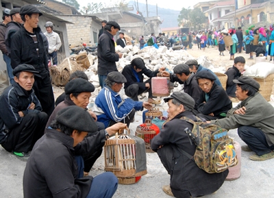 Chơi chim cảnh, chim mồi là thú vui của đấng mày râu người Mông.
