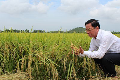 Người làm lúa giống “số một” Việt Nam