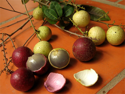 Giống nhãn tím... trời cho!