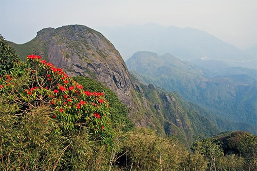 Leo Fan vào tháng 3, bạn sẽ được chiêm ngưỡng cả cánh rừng hoa đỗ quyên đỏ rực.