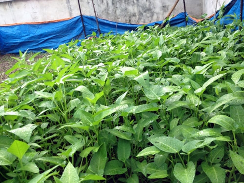 Rau là món ăn vô cùng quý đối với cán bộ, chiến sĩ trên các điểm, đảo.