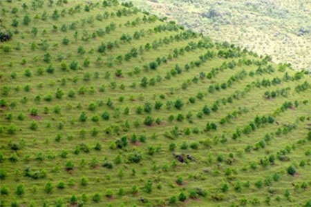 RỪNG VÀNG CÀNG PHẢI CHĂM LO