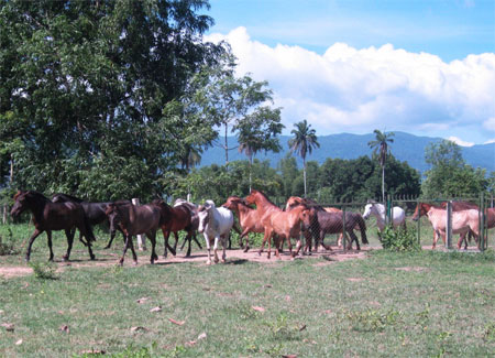 Đầu năm Ngọ, thăm nơi nuôi ngựa đặc biệt
