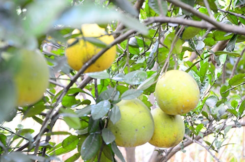 Giá bưởi Diễn thường dao động theo các năm. Có thời điểm lên tới 90.000 đồng/quả. Tuy vậy, bưởi Diễn vẫn là một trong những lựa chọn hàng đầu đối với các thực khách gần xa.