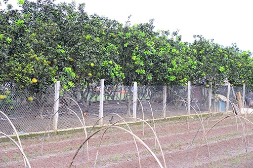 Theo hướng quốc lộ 32, làng trồng bưởi Diễn nằm cách trung tâm Hà Nội khoảng 10km. Bưởi Diễn được trồng ở nhiều nơi, nhưng bưởi ở khu vực Phú Diễn, Đức Diễn, Minh Khai, Xuân Phương được thực khách chuộng nhất.