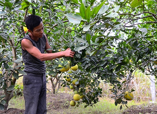Anh Hữu, chủ một vườn bưởi cho biết, trồng bưởi đòi hỏi phải công phu, tỉ mỉ. Sau mỗi mùa thu hoạch, bưởi phải được đốn cành, phát quang, cạo gốc để quét, rắc vôi khử trùng. Bưởi bắt đầu ra hoa vào tháng 2, 3 âm lịch. Muốn bưởi to và đều, mỗi cành chỉ nên giữ lại từ 3 đến 4 quả.