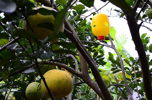 Dụng cụ chống ruồi vàng hữu hiệu cho cây bưởi.