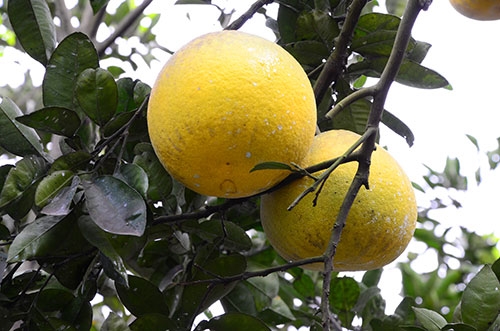 Những quả bưởi chín vàng sẽ được bày trang trọng trên mâm ngũ quả và làm quà biếu mỗi dịp Tết đến xuân về.