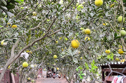 Bưởi Diễn mỗi năm cho thu hoạch một lần. Nếu được mùa, mỗi cây có thể cho cả trăm quả. Một sào thường trồng 30 đến 35 gốc bưởi.