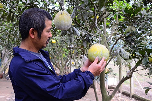 Anh Thịnh cho biết, cứ đến tháng 11 âm lịch, các thương lái lại đổ về làng bưởi Diễn để đặt hàng.
