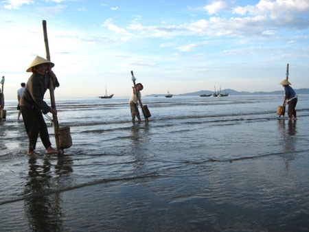 Cào nghêu-một công việc được nhiều người dân chọn làm cách mưu sinh….