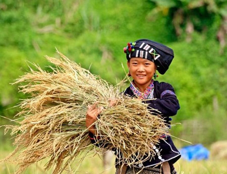 Gương mặt cô gái Lự bừng sáng trên ruộng đồng được mùa