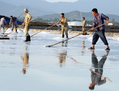 Cào muối thành đống để gánh lên bờ.