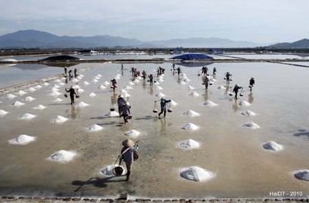 Tấp nập trên đồng