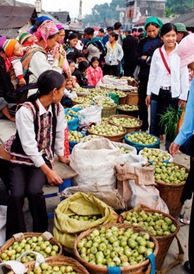 La liệt táo mèo (Sơn tra) trong phiên chợ vùng cao Phong Thổ
