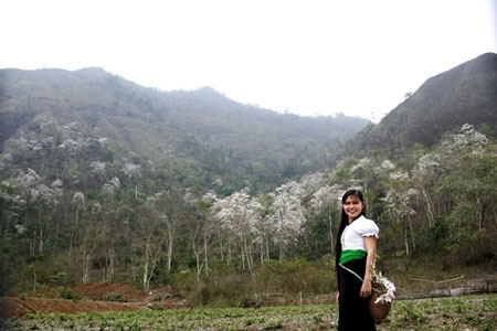 Cô gái Thái trong trắng như bông hoa Ban rừng