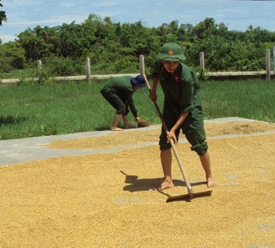 Tranh thủ trời hửng nắng phơi lúa giúp dân