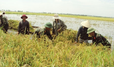 Bộ đội giúp dân gặt lúa tại xã Hương Phong, huyện Hương Trà.