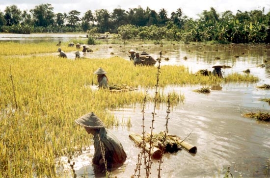 Nông dân xã Thường Thới Tiền (huyện Hồng Ngự, Đồng Tháp) gặt lúa chạy lũ.