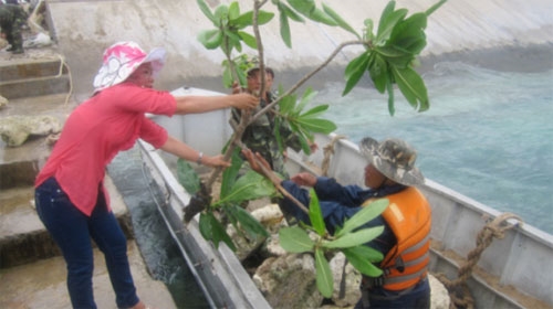 Quân dân xóm đảo gửi cây bàng quả vuông và đá chủ quyền thiêng về đất liền