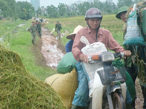 Xe máy được huy động vận chuyển thóc