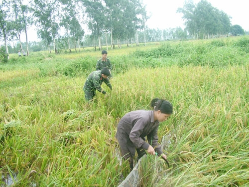 Mặc dù gần đến giờ nghỉ trưa, quân và dân vẫn chăm chỉ gặt lúa