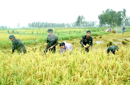 Ngay từ sáng sơm, cán bộ, chiến sỹ Sư đoàn 301 đã về huyện Phú Lương giúp dân gặt lúa