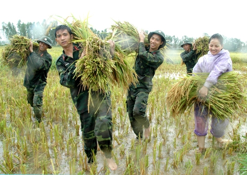 Khẩn trương đưa lúa lên bờ