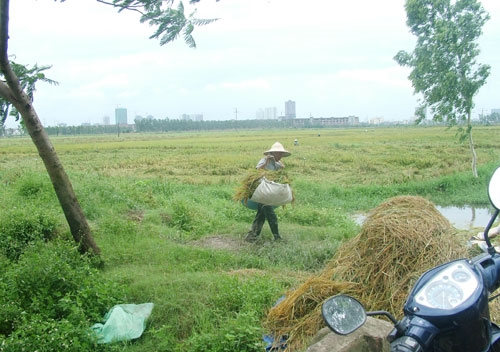 Vẫn còn nhiều thửa ruộng của người dân chưa được gặt