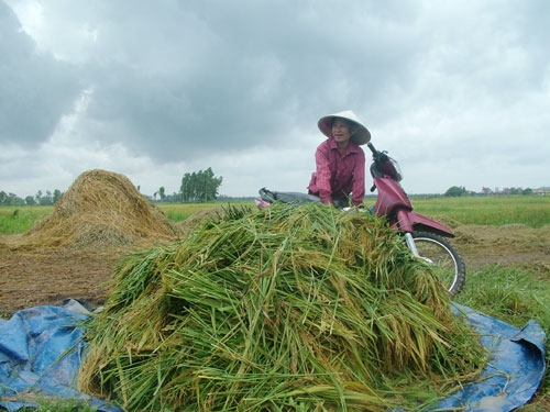 Lúa của gia đình chị Hương được đưa lên bờ
