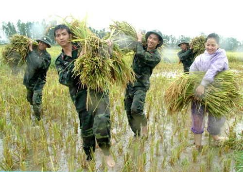 Bộ đội Sư đoàn 301 giúp dân gặt lúa chạy nước 