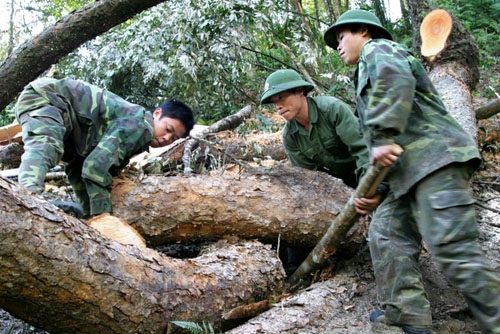 Bộ đội tận thu gỗ để làm nhà