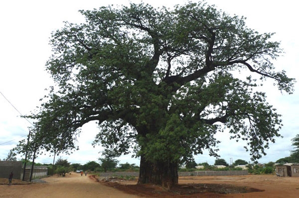 Mozambique, quốc gia châu Phi có diện tích 799.380km2, 23,4 triệu dân, nằm ở đông nam châu Phi. Nhắc đến châu Phi, thường người ta hình dung ra cây bao báp, loại cây thân to, tán rộng, tượng trưng cho đất nước và con người nơi đây. Mozambique cũng có những cây bao báp cực to như vậy. Đây vẫn còn là một trong những nước nghèo, trong đó viễn thông là lĩnh vực bị tụt hậu so với nhiều quốc gia trong khu vực. Nhưng từ năm 2011, tình hình đã thay đổi với sự xuất hiện của nhà mạng thứ ba tại quốc gia này, Tập đoàn viễn thông quân đội Viettel, với công ty đại diện tại Mozambique: Movitel!