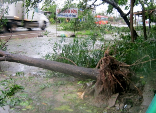 Cây đổ chắn ngang đường.